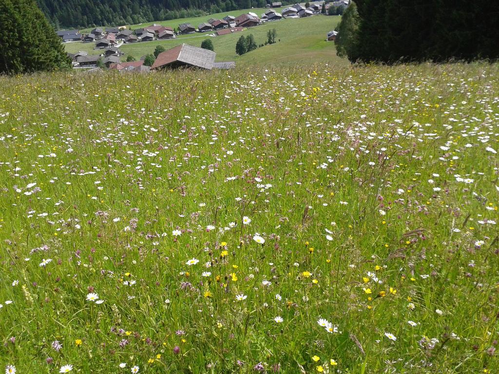 Apartament Studio Schwarzenauer Alpbach Zewnętrze zdjęcie