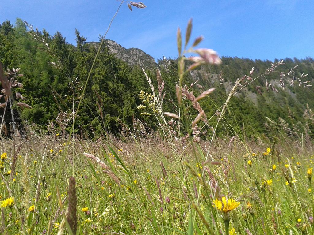 Apartament Studio Schwarzenauer Alpbach Zewnętrze zdjęcie